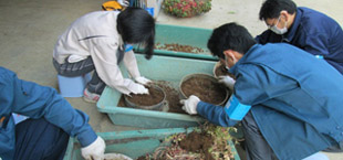 土のリサイクル：プランターの土のごみを除き、ふるいにかけ、小石と土を分けました