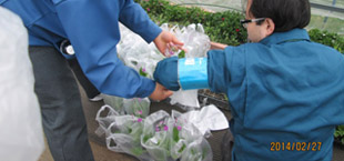 プリムラ苗の袋詰め：フラワーセンター来園者のプレゼント用です