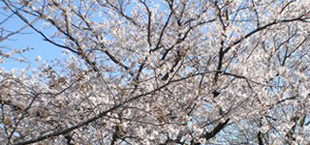 園内の様子：桜（4月）